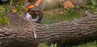 How Our Tree Care Process Works  in  Nashua, NH